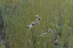 Carthamus turkestanicus