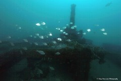 Acanthopagrus australis