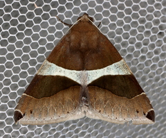 Dysgonia constricta