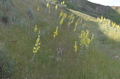 Verbascum songaricum