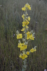 Verbascum songaricum