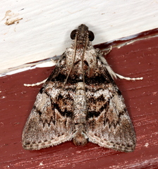 Enchesphora streptomela