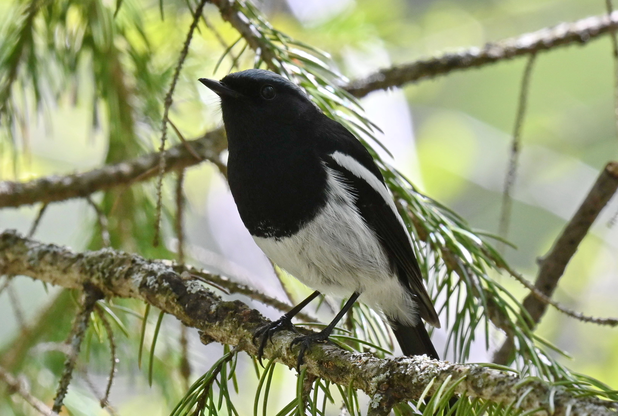 Blue-capped Redstart