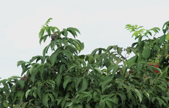 Sambucus kamtschatica