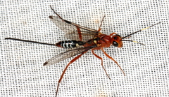 Aulacidae