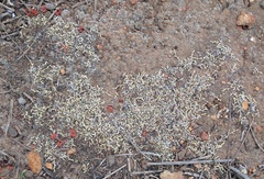 Selaginella cinerascens