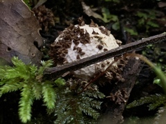 Lycoperdon compactum
