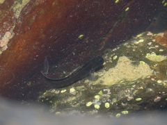 Istiblennius