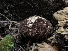 Lycoperdon compactum