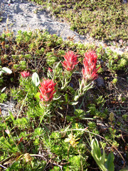 Castilleja parviflora oreopola