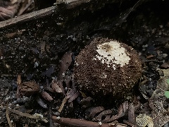 Lycoperdon compactum