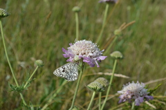 Melanargia parce