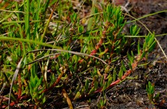 Laurembergia repens