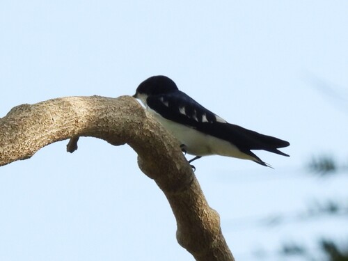 iNaturalist image