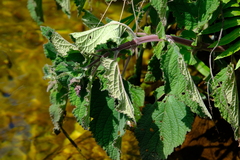Plectranthus rubropunctatus