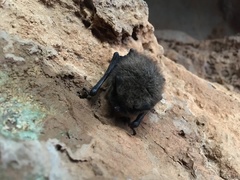 Myotis mystacinus