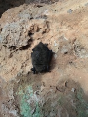 Myotis mystacinus