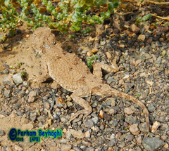 Phrynocephalus persicus