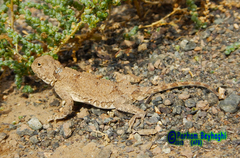 Phrynocephalus persicus