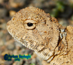 Phrynocephalus persicus