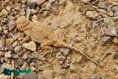 Phrynocephalus persicus