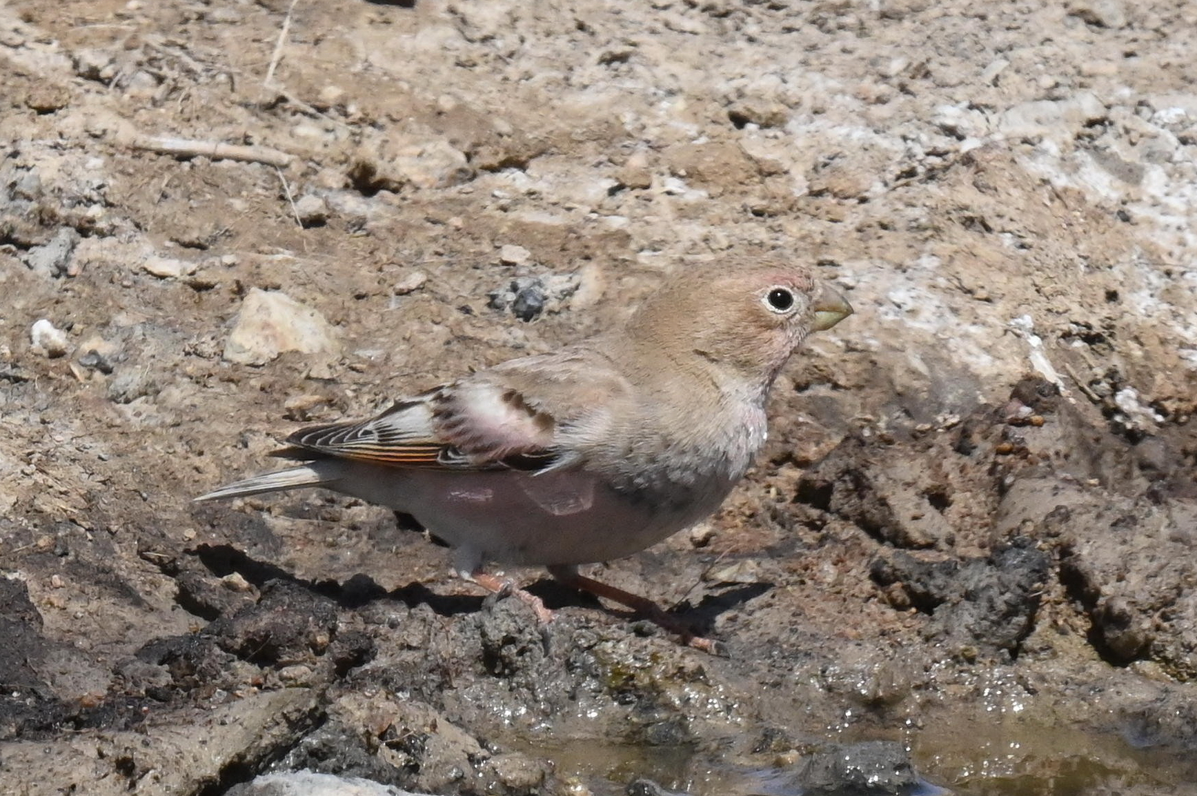 Mongolian Finch