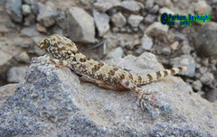 Tenuidactylus caspius