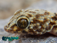 Tenuidactylus caspius