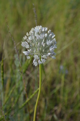 Allium caesium