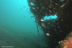 Pempheris multiradiata