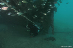 Pempheris multiradiata