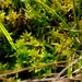 Sphagnum truncatum - Photo (c) Nick Helme, some rights reserved (CC BY-SA), uploaded by Nick Helme
