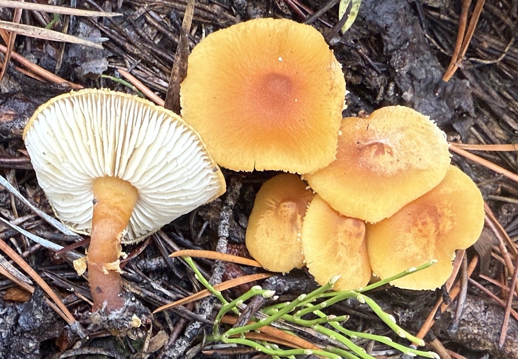 Cystoderma carcharias fallax in November 2025 by Joe Matanzas. Under ...