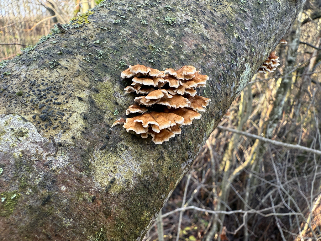 Plicatura crispa · November 2025 · photo: © sam1615 (iNaturalist, cc-by)