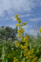 Galium verum