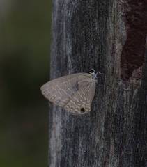 Jamides bochus formosanus