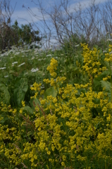 Galium verum
