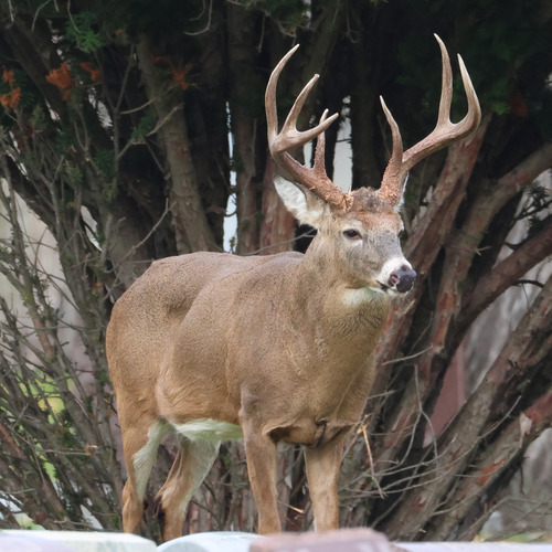 White-tailed Deer, photo 6 of 9