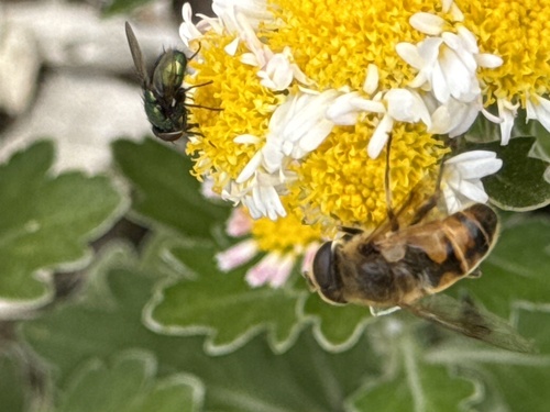 Unknown species found near Maymont, Richmond, VA, US