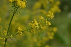 Galium verum