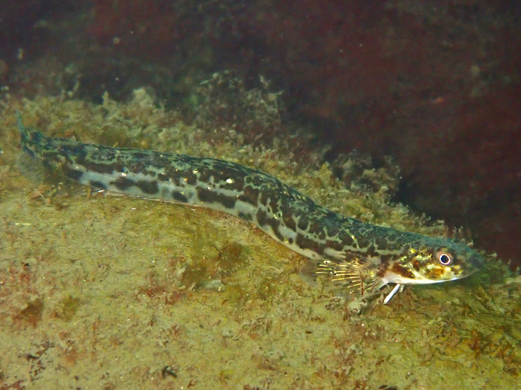 Slender eelblenny (Lumpenus fabricii) — Stichaeidae