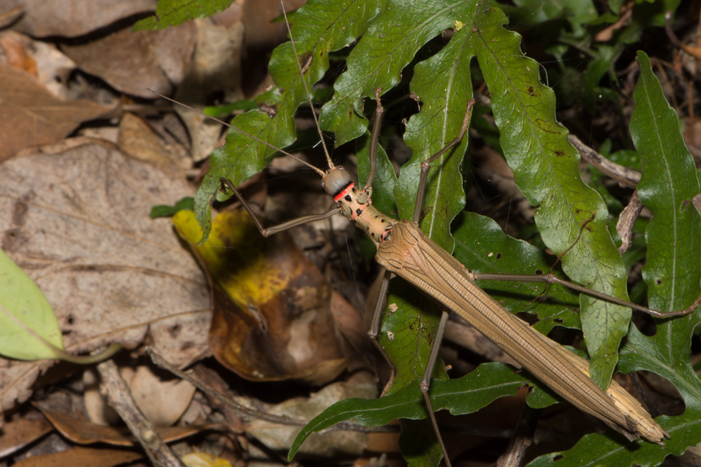 Trachythorax