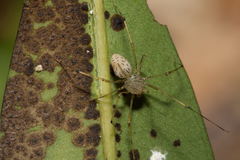 Scytodes pallida