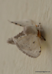 Bombycidae