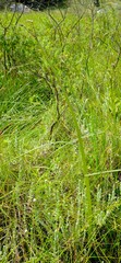 Cyrtanthus breviflorus