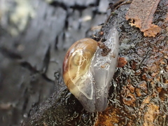 Semilimax pyrenaicus