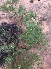 Myoporum platycarpum