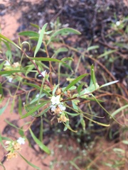 Myoporum platycarpum