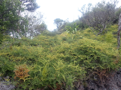 Pitted tangle fern (Gleichenia inclusisora)