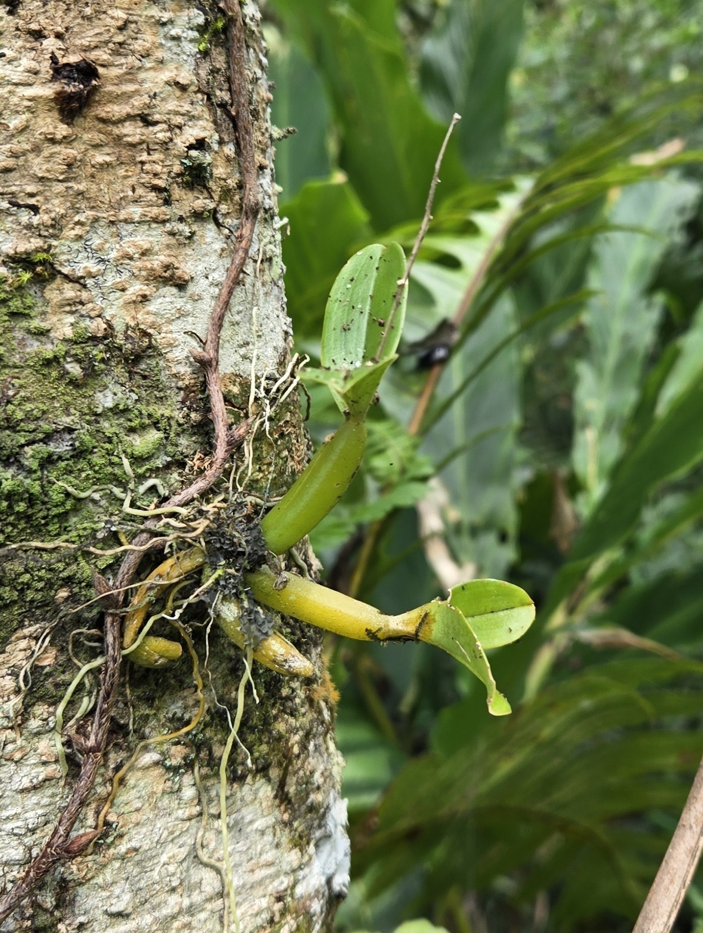 Liparis bistriata (Liparis bistriata)